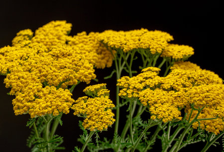 Yarrow Flowers Close upの写真素材