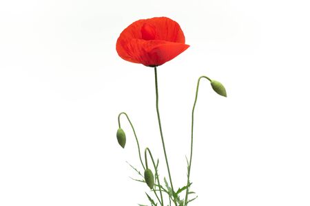 Poppy Flower on White Backgroundの写真素材