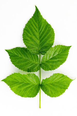 Raspberry Leaves on White Background