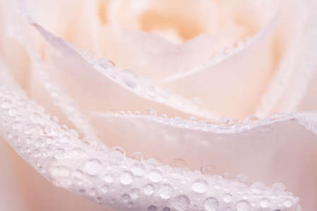 White Rose Flower With Water Dropsの写真素材