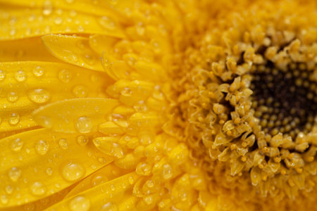 Yellow Flower With Water Drops Macroの写真素材
