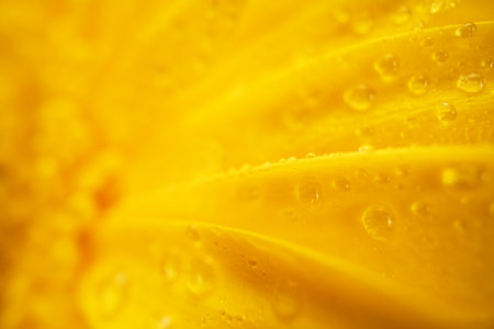 Yellow Flower With Water Drops Macroの写真素材