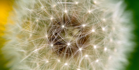 Dandelion seeds on a green background close-up macro photographyの写真素材