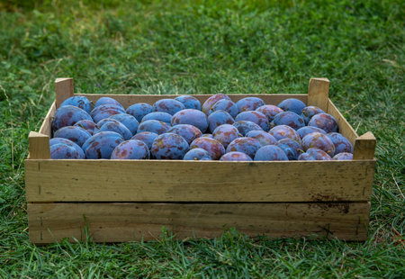 Fresh plums in a wooden box on a green grass background.の写真素材