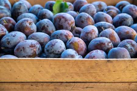 Fresh plums in female hands on a background of green grass.の写真素材