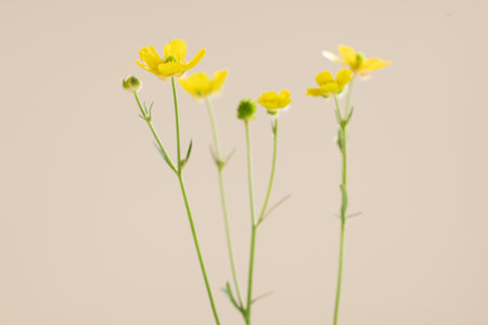 Yellow buttercup flowers isolated on a white background. Selective focus.の写真素材