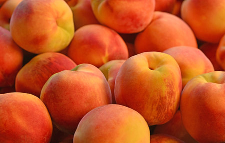 A bunch of peaches are piled on top of each other. The peaches are ripe and ready to eatの写真素材