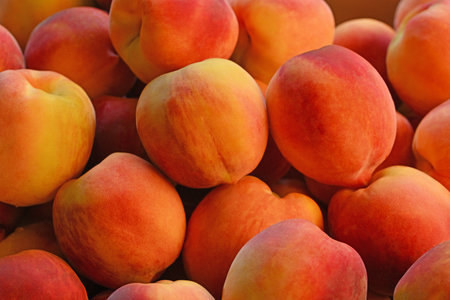 A bunch of peaches are piled on top of each other. The peaches are ripe and have a bright orange colorの写真素材