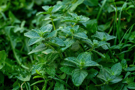 green mint plant growing