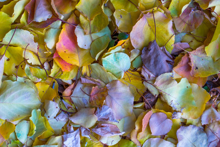 A pile of yellow leaves on the ground. The leaves are of different colors, including green and...
