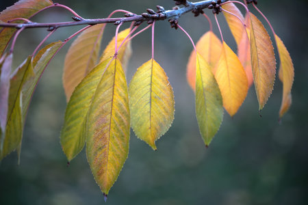 A branch with leaves that are yellow and brown. The leaves are not very big, but they are still...