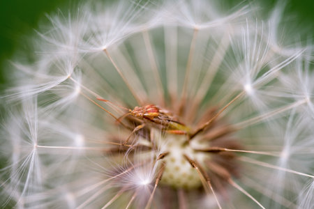 A bug is sitting on a dandelion. The bug is brown and red. The dandelion is white and has a lot of...