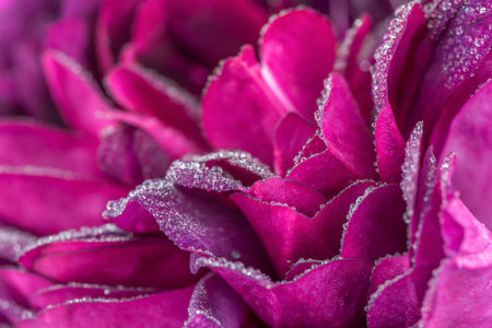 A close up of a pink flower. The flower has a delicate and almost ethereal appearance