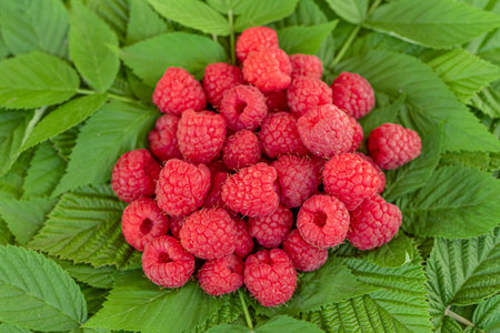 A bunch of red raspberries are on a leafy green background. The raspberries are ripe and ready to be...