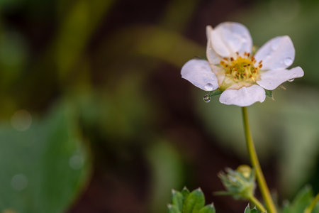 A white flower with dew drops on it. The flower is in a field with green grassの写真素材