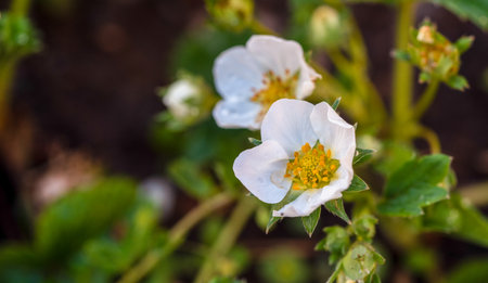 Two white flowers with yellow centers. The flowers are in a gardenの写真素材