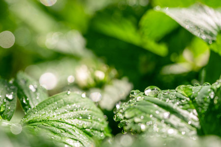 A lush green plant with droplets of water on its leaves. The water droplets create a sense of...