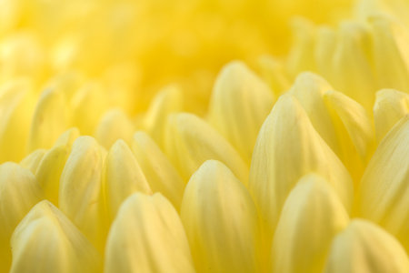 A close up of a yellow flower with many petals. The flower is in full bloom and has a bright, sunny appearance. The yellow color of the flower is vibrant and eye-catching, making it a beautifulの写真素材