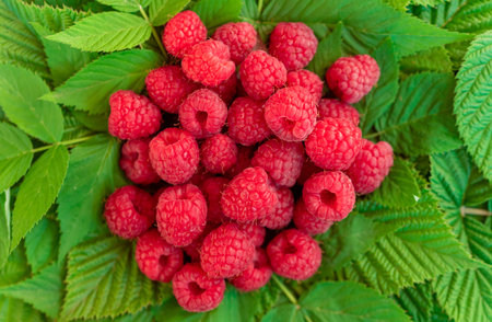 A bunch of red raspberries are on a leafy green background. The raspberries are ripe and ready to be pickedの写真素材