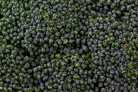 A close up of broccoli with many small green buds. The broccoli is very dense and has a lot of small budsの写真素材