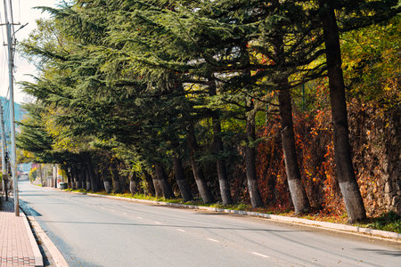 A street with a row of trees on both sides. The trees are green and leafy. The street is empty and...