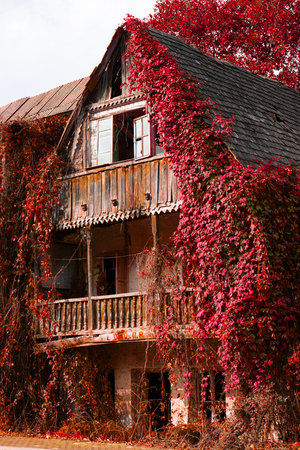 A house with a red roof and ivy growing on it. The house is old and abandonedの写真素材