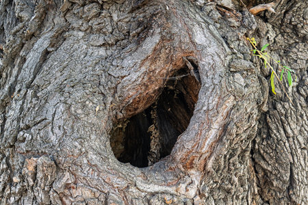 A tree trunk with a hole in it. The hole is small and has a brownish colorの写真素材