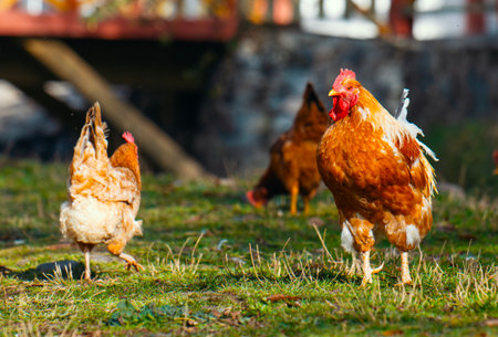Rooster and chickens are standing in a grassy field. One of the chickens is brown and white, while the other two are brownの写真素材