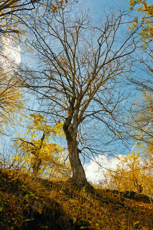 A tree with leaves on it is in the foreground of a picture. The sky is blue and the leaves are...