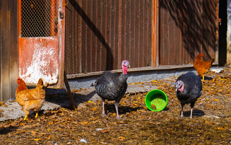A group of turkeys and chickens are standing in a pen. The turkeys are larger and have a red beakの写真素材