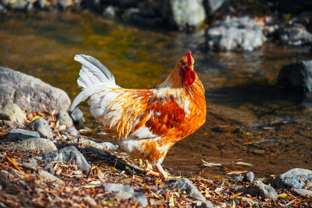 A rooster is walking in a stream of water. The water is murky and the rocks are scattered around. The chicken appears to be enjoying the cool water and the natural surroundingsの写真素材