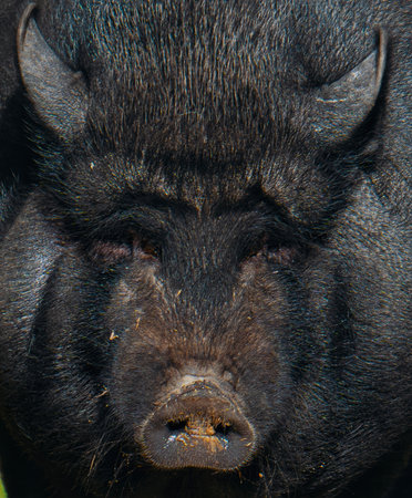 A close up of a pig's face with its eyes closed. The pig's face is black and has a large, pointed noseの写真素材