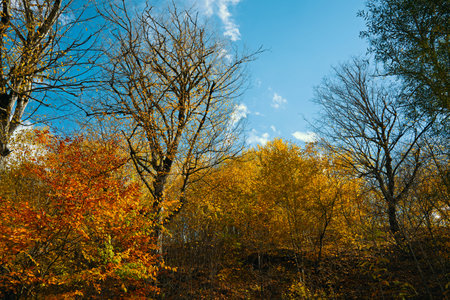 A beautiful autumn day with trees in full leaf. The sky is blue and the sun is shining