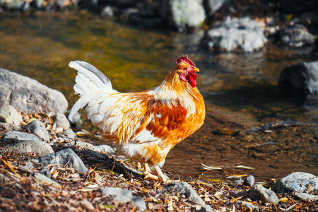 A rooster is walking in a stream of water. The water is murky and the rocks are scattered around. The chicken appears to be enjoying the cool water and the peaceful surroundingsの写真素材
