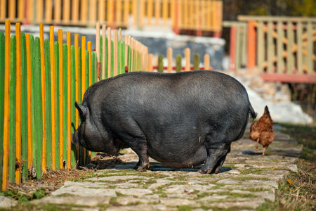 A large pig is eating grass next to a chicken. The scene is peaceful and calm, with the animals coexisting in a natural settingの写真素材