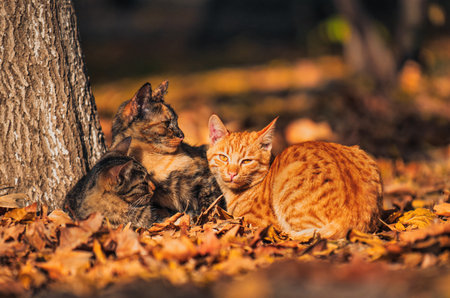 Three cats are sitting on the ground in a pile of leaves. One of the cats is orange and the other two are black and whiteの写真素材