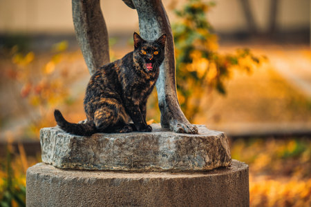 A black and orange cat is sitting on a stone statue. The cat is looking at the camera.の写真素材