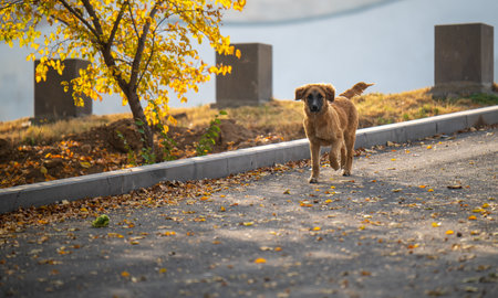 A brown dog is walking on a sidewalk near a tree. The dog is looking at the cameraの写真素材