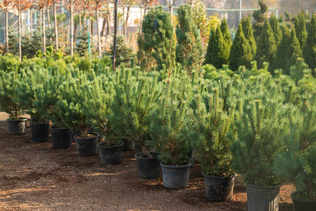 A row of potted plants are lined up in a nursery. The plants are green and healthy, and the nursery is well-maintainedの写真素材