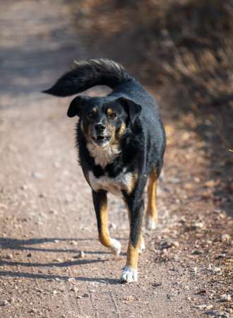 A black and brown dog is walking on a dirt road. The dog is looking ahead and he is focused on somethingの写真素材