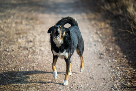 A dog is barking on a dirt road. The dog is black and brownの写真素材