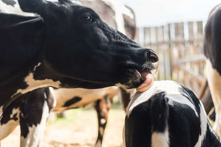 A cow licks her calf. Showing love for your childの写真素材