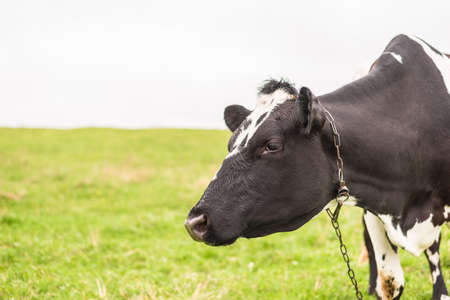 A dairy cow grazes in a meadow with green grass.の写真素材