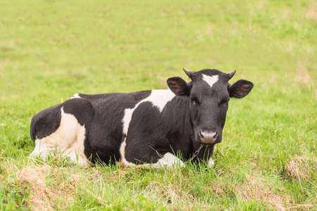 A cow is lying in a pasture. A black-and-white mammal with horns.の写真素材