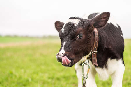 A young calf grazes in a meadow and licks its lips.の写真素材
