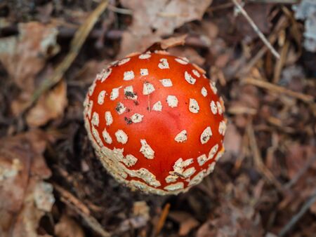 Red fly agaric in the autumn forest among pine needles and grass moss . The red and white poisonous toadstool or mushroom called Amanita Muscaria or Fly Agaric. View from top aboveの写真素材