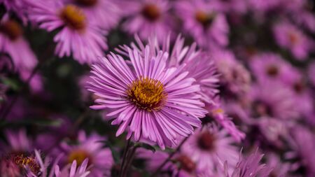 Abstract background of pink flower texture. Floral decor for presentation of natural cosmetics. Soft focus. Close up of pink color flower like daisy.の写真素材