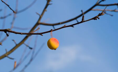 Lonely yellow and red wild apple on a bare branch on the background of sunny blue sky. The last apple of Fall before Winter. Autumn landscapeの写真素材