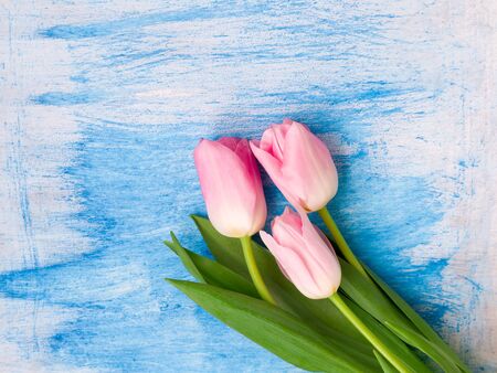 Spring flowers for your floral decor or your holiday. Beautiful spring pink tulips on white blue wooden background. Greeting card for Valentine's Day, Woman's Day and Mother's Day holidays.の写真素材