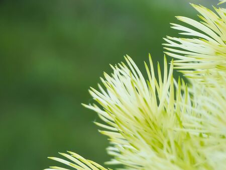 Macro of green sprouts fir tree twig needles on blurred background. Detail of fresh spruce tree branches with green needles Closeup of fir tree young branches in spring day. Selective focus. Copyspaceの写真素材